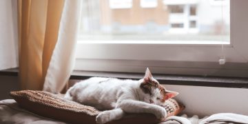 Nguồn: 
Manja Vitolic/ Unsplash
